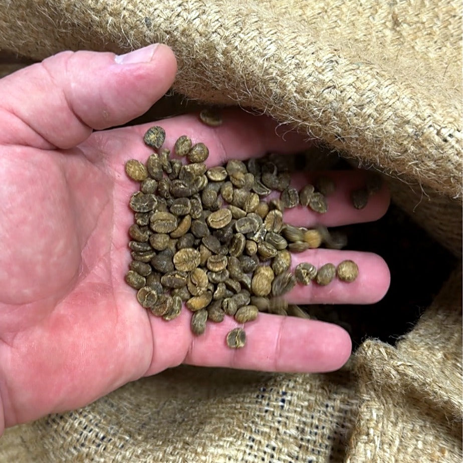 Hand holding green coffee beans from a burlap sack before roasting